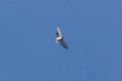 Buteo albigula