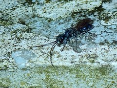 Trirogma caerulea