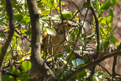 Scelorchilus albicollis