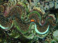 Tridacninae