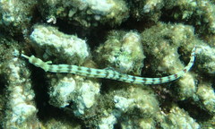 Corythoichthys flavofasciatus