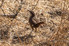 Scelorchilus albicollis