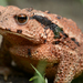 Sakhalin Toad - Photo (c) Kim, Hyun-tae, some rights reserved (CC BY-NC-SA), uploaded by Kim, Hyun-tae