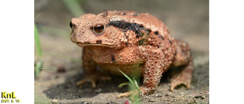 Sakhalin Toad