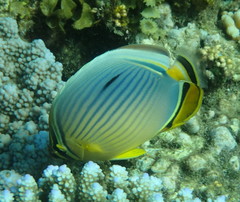 Chaetodon trifasciatus