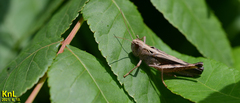 Megaulacobothrus aethalinus