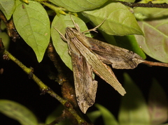 Eupanacra regularis
