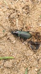 Poecilus lepidus
