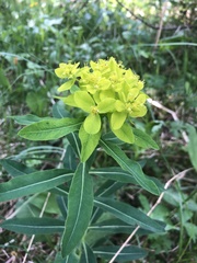 Euphorbia austriaca