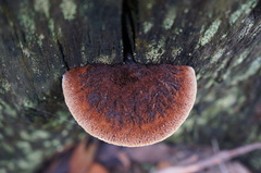 Postia pelliculosa