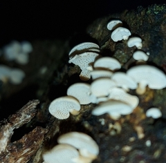 Panellus pusillus
