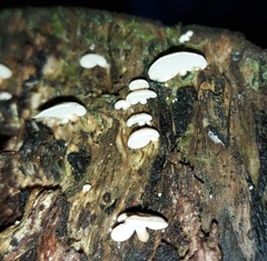 Panellus pusillus