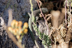 Liolaemus nigroviridis