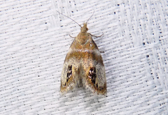 Prochoreutis extrincicella