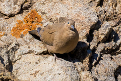 Metriopelia melanoptera