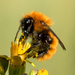 Giant Bumble Bee - Photo (c) John D Reynolds, some rights reserved (CC BY-NC), uploaded by John D Reynolds