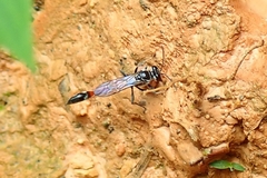 Trypoxylon petiolatum