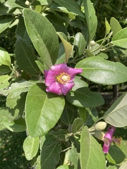 Lagunaria