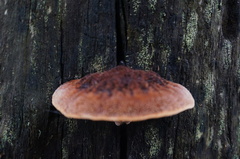 Postia pelliculosa