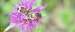Lasiotrichius succinctus