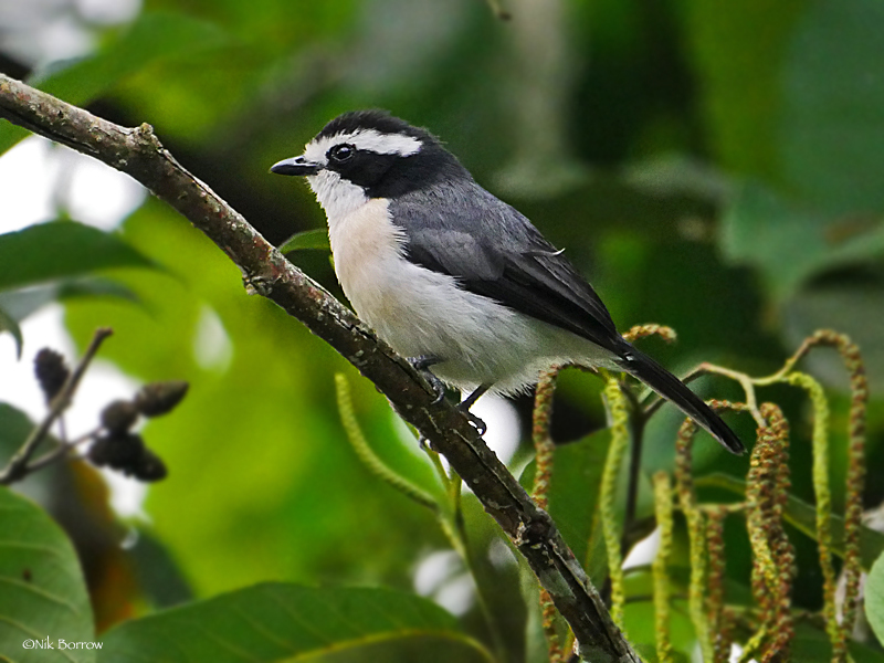 Bocage's Bushshrike