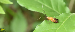Nemophora staudingerella