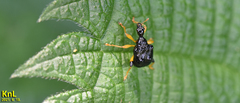 Phymatapoderus flavimanus