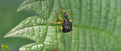 Phymatapoderus flavimanus