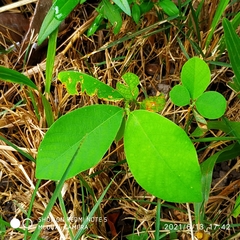 Centrosema pubescens
