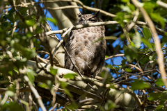 Bubo virginianus magellanicus