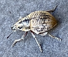 Catasarcus rugulosus