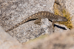 Liolaemus leopardinus