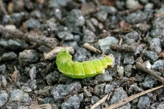 Orthosia cerasi