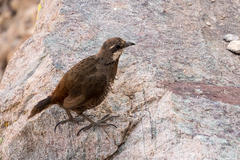 Pteroptochos megapodius