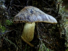Cortinarius meleagris