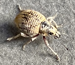 Catasarcus rugulosus