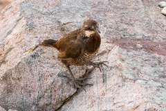 Pteroptochos megapodius