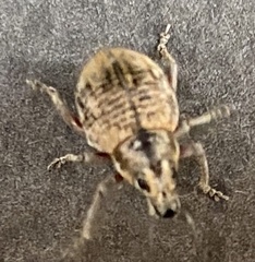 Catasarcus rugulosus