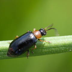 Luperus luperus