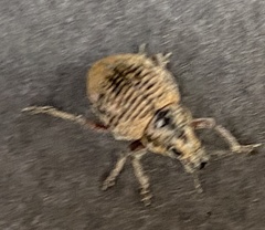 Catasarcus rugulosus