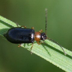 Luperus luperus