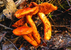 Cortinarius abnormis