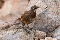 Pteroptochos megapodius