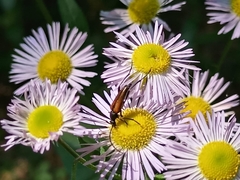 Stenurella