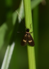 Cauchas fibulella