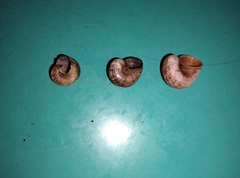 Cyclophorus martensianus