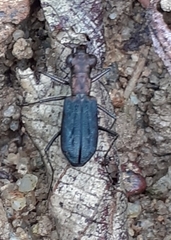Cylindera viduata