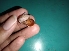 Cyclophorus martensianus