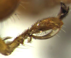 Anteon caledonianum