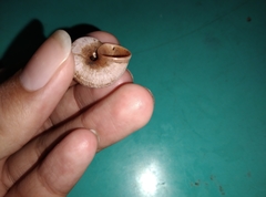 Cyclophorus martensianus